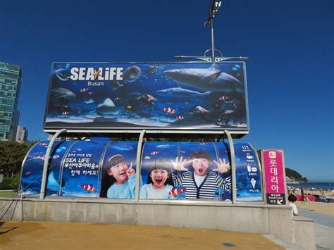 Sea Life Busan Aquarium 2019 All You Need To Know Before You Go With