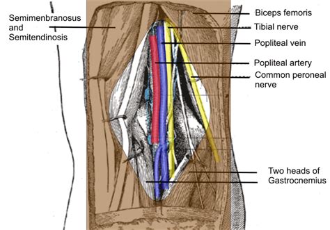 Cambridge Orthopaedics Popliteal Block Uk Nerve Anatomy Human