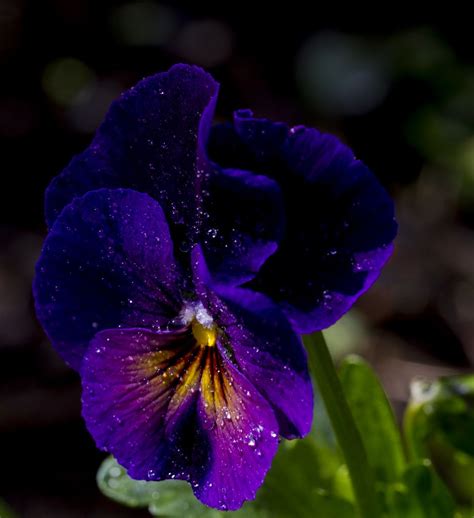 Viola In The Morning Dew Pansies Flowers Purple Flowers Beautiful