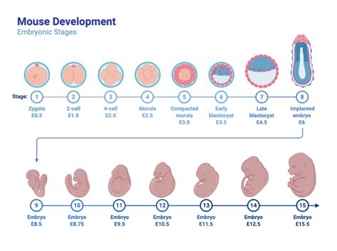 Embriones Sint Ticos De Rat N Gen Tica