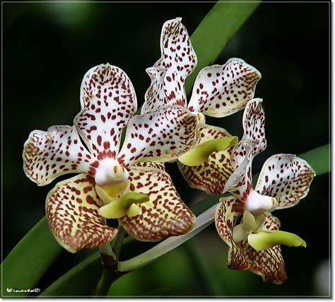 Love Orchids Unusual Flowers Beautiful Orchids Amazing Flowers