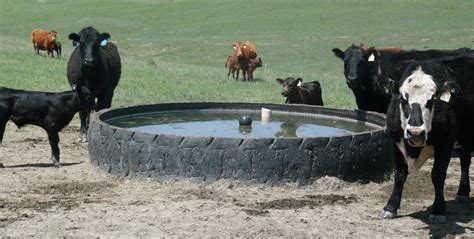 Giant Rubber Water Tanks Ot Livestock Supply