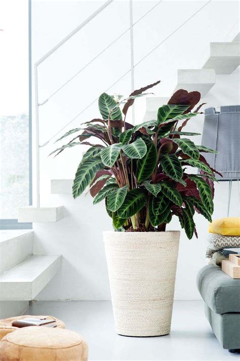 Scegliere una pianta per l'interno non è semplicissimo. Belle piante d'appartamento con foglie colorate come una ...