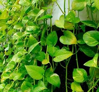 16 Jenis Tanaman Hias Merambat Untuk Peneduh