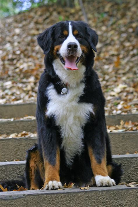 Bernese Mountain Dog Dijual We Love Cats And Dogs