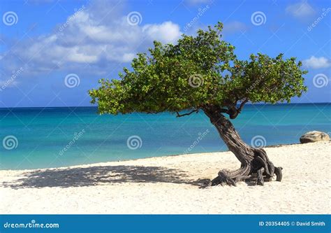 Divi Divi Tree On Eagle Beach In Aruba Stock Image Image Of Clouds
