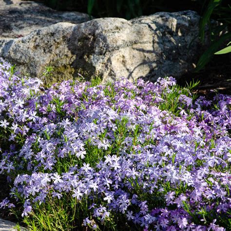 Carpet Phlox Mix Ground Covers Gardens Alive