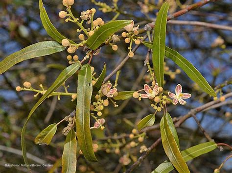 Brachychiton Rupestris