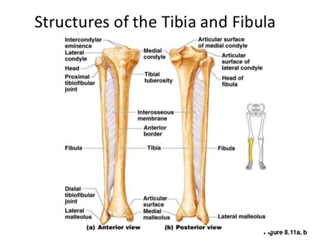 The majority of muscles in the leg are considered long muscles, in that they stretch great distances. Leg Bone Diagram / Right Leg Bone Diagram Wiring Library ...