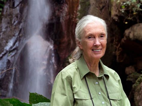 Jane Goodall Wins Templeton Prize For Work At Intersection Of Science