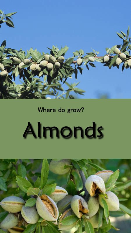 How To Grow Almonds Tree Where Do The Almonds Come From Everything