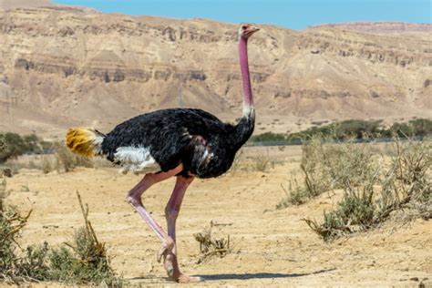 North African Ostrich Facts Uses Origins And Traits With Pictures