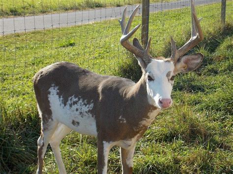 Freedom Whitetails Piebald Buck Whitetail Deer Pictures Melanistic