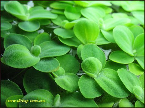 Check spelling or type a new query. Shrimp-Tank.com Mini water lettuce plant