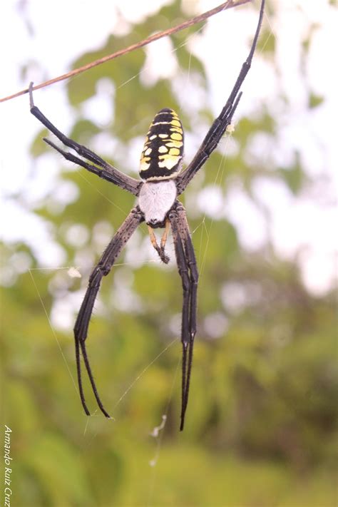 Los mesotelos, cuya única familia son los lifístidos; Arañas en Chiapas: mitos y realidades | Chiapasparalelo
