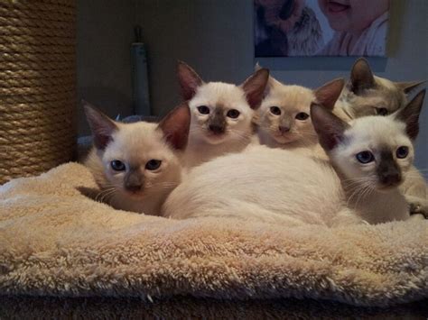 Cute cats and kittens i love cats crazy cats kittens cutest pretty cats beautiful cats animals beautiful maine all colors and enough supplies to finish should be included. Tonkinese Cat Info, Personality, Care, Training, Kittens ...