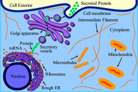 Protein Secretion Ribosomes Deposits The Protein In Endoplasmic