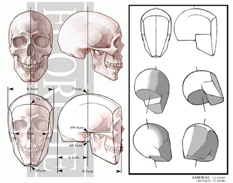 Human Skull Drawing Tutorial At Getdrawings Free Download