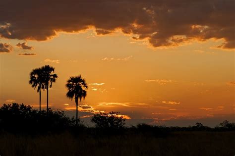 Palm Trees Sunset Safari · Free Photo On Pixabay