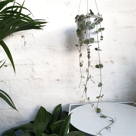 Ceropegia Woodii Chain Of Hearts 13cm Plantsmith Indoor Plants