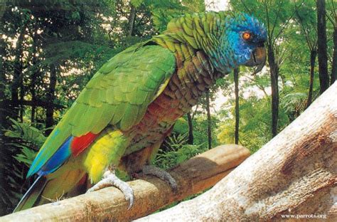 Saint Lucia Amazon Amazona Versicolor Amazon Birds Pet Birds Parrot