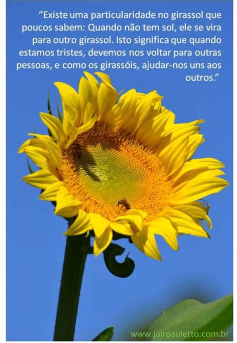 A Mensagem Do Girassol Frases Em Portugues Citações De