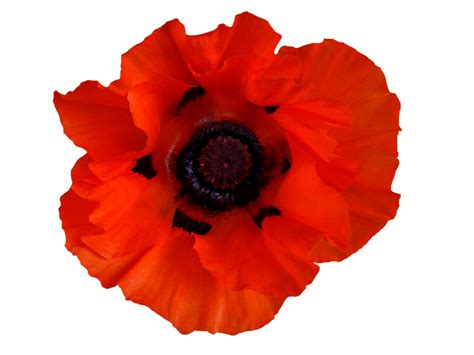 Poppy Flower Png Red Transparent Image Download Size 1024x768px