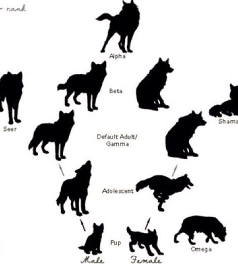 Wolf Pack Hierarchy Chart