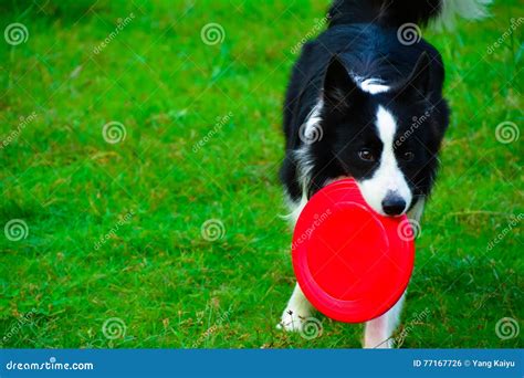 Border Collie To Catch A Frisbee Stock Photo Image Of Confident
