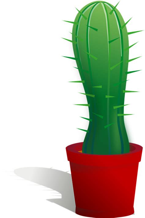 Cactus Png Image Transparent Image Download Size 479x720px