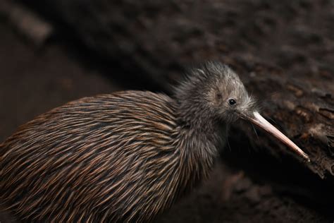 in the land of glowing skies kiwi conservation in new zealand