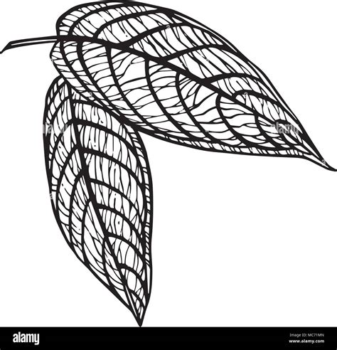 Tropical Palm Leaves Vector Illustration Engraved Jungle Leaves Stock