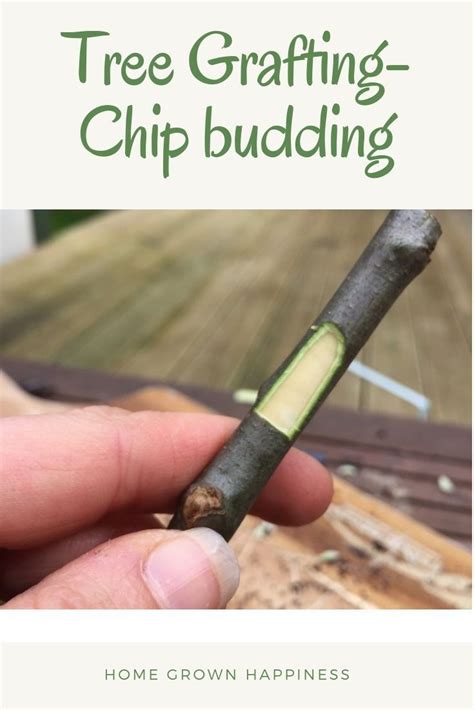 Grafting Step By Step Chip Budding Grafting Frugal Gardening Chips