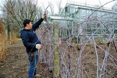 Pruning Berry Bushes At The Farm The Martha Stewart Blog