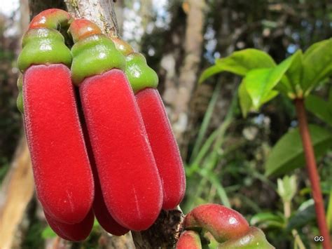 Nature Wonders Gershonized Papua New Guinea Plants And Insects 92011