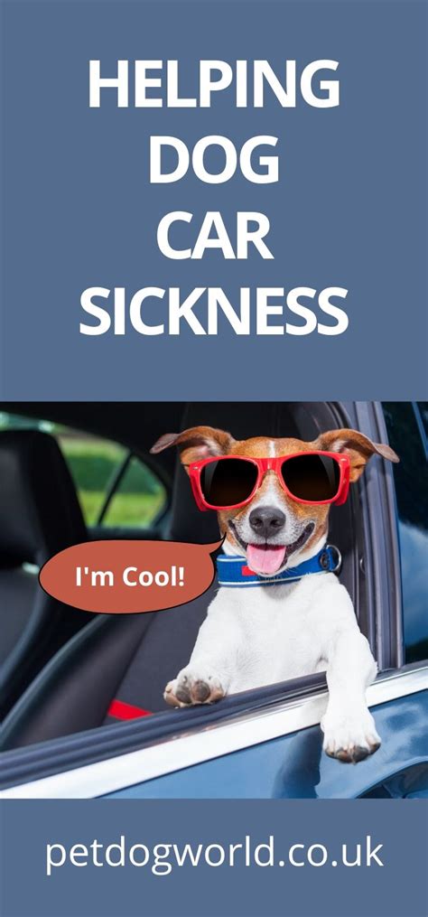 Helping Dog Car Sickness Pet Dog World