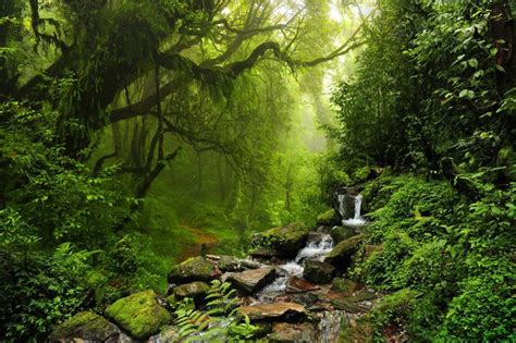 Best Rainforest Walks Near Cairns Fitzroy Island