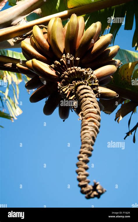 Banana Cluster Hanging From A Plant Stock Photo Alamy
