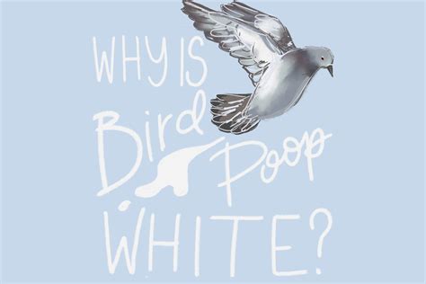 Why Is Bird Poop White Buzz Hoot Roar