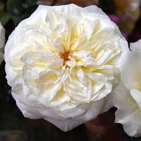Alexandra Farms Announces Eight New Varieties Of Fresh Cut Garden Roses