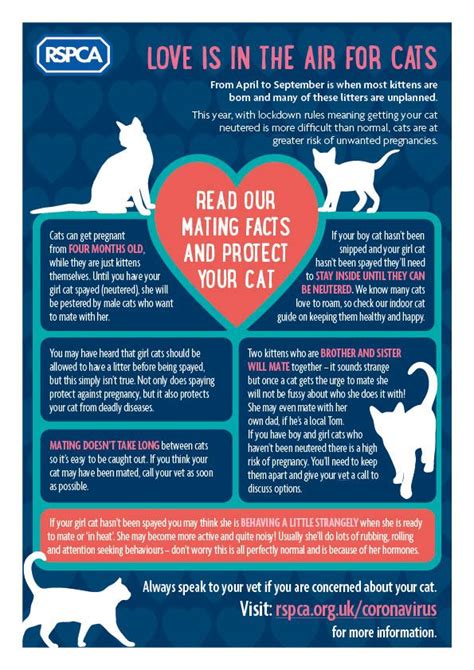 Cat Care Tips Advice And Health Information Cat Care Tips Cat