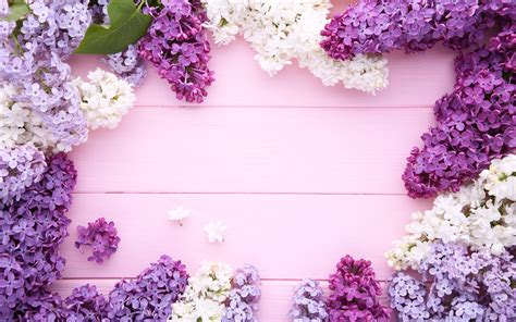 Download Wallpapers Frame With Lilacs Purple Wood Background White