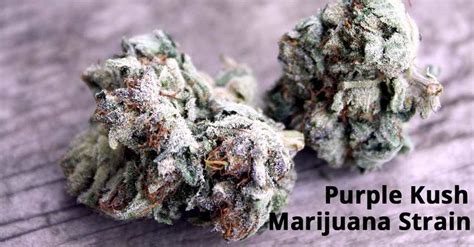 The Purple Kush Strain A Popular And Highly Prized Weed With