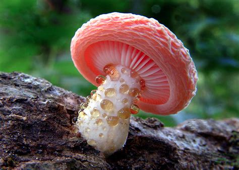 These Psychedelic Mushrooms Will Take You Down The Rabbit Hole