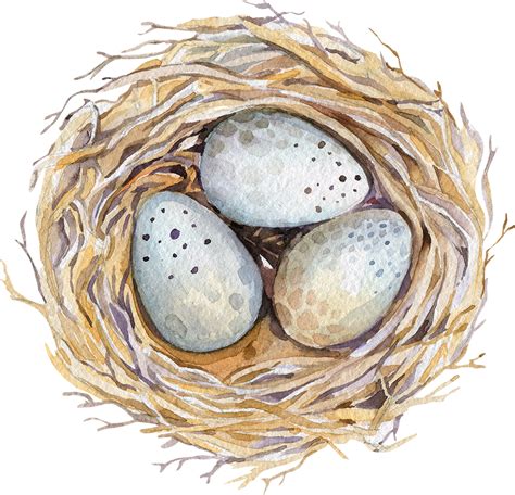 Nest Png Transparent Image Download Size 900x867px