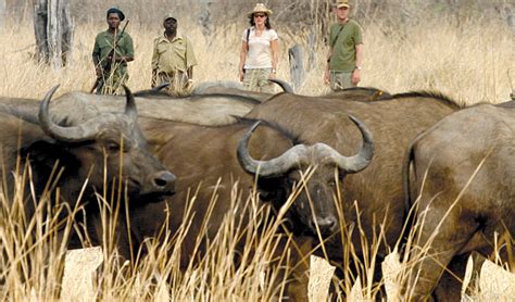 Interact With Wildlife On A Zambia Walking Safari Globetrotting With Goway