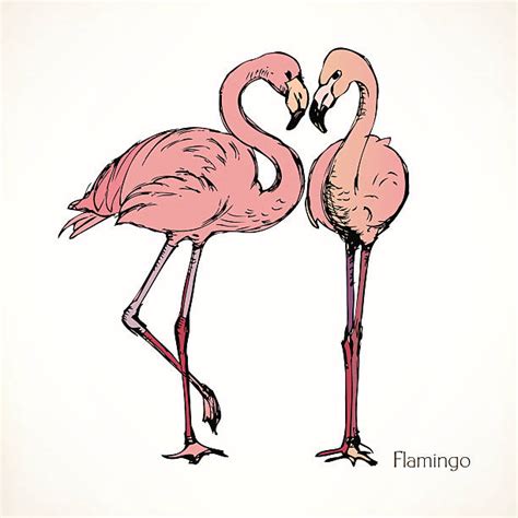 Best Funny Flamingo Silhouette Illustrations Royalty Free