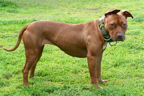 American pitbull terrier (pit bull terrier american) is a pure breed of dog, originally from united states, it was forged from dogs imported from united kingdom. How to Train an American Pitbull Terrier