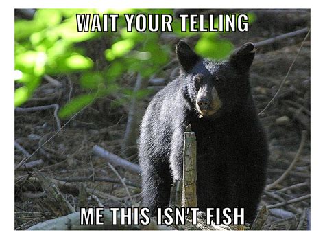 Pin By Jules Acomb On Me Memes Black Bear Bear Memes