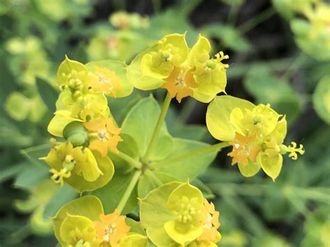 Wisconsin Wildflower Leafy Spurge Euphorbia Esula